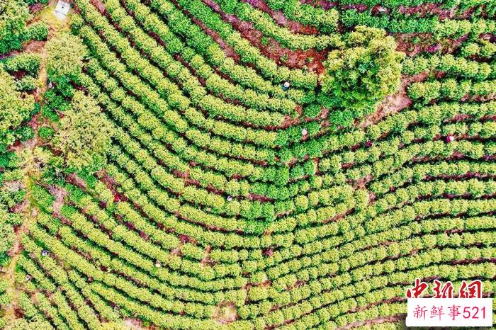 “永嘉乌牛早”茶园 中国农科院茶叶研究所 供图