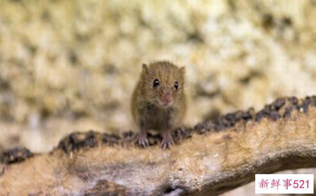 头孢菌素和咖啡可以一起吃吗？否(咖啡会削弱头孢菌素的作用)