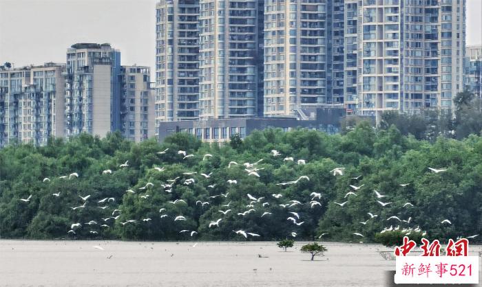 黑脸琵鹭飞抵深圳湾 林荫 摄