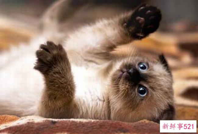 猫为什么会发出呼噜声？猫咪呼噜声是为了表达什么情绪？