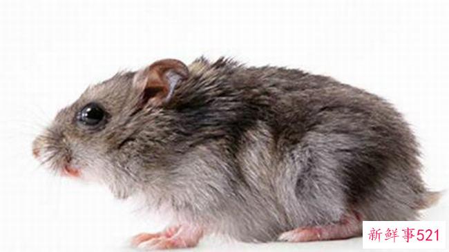 头孢菌素和咖啡可以一起吃吗？否(咖啡会削弱头孢菌素的作用)