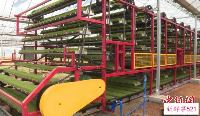 在祁阳市观音滩镇润晖育秧中心，层层叠叠的育秧盘“吐”出新绿。　陶冶 摄