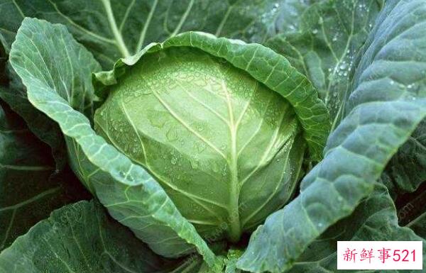 白菜和卷心菜的区别是外观、营养、功效不同