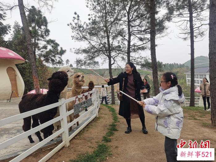 游客在萌宠乐园喂小动物 徐宏 摄