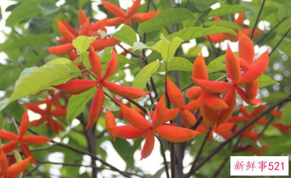 假苹果女能不能吃 水果能不能吃(有祛瘀止痛的功效)