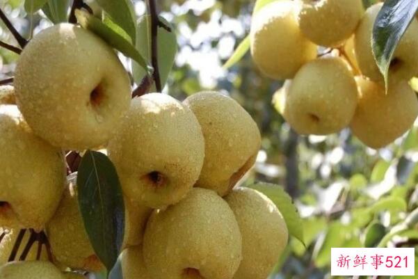 青梨叫什么名字？砀山酥梨 含糖量13%左右(三大传统名优梨之首)