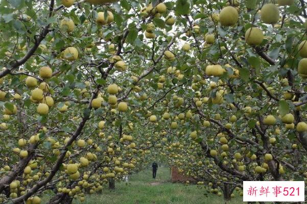 青梨叫什么名字？砀山酥梨 含糖量13%左右(三大传统名优梨之首)