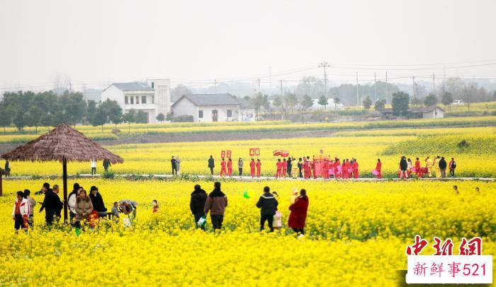 湖北荆门沙洋县70万亩油菜花竞相绽放，吸引八方宾客 郑波 摄