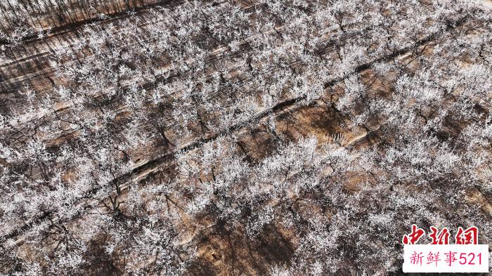 托克逊县万亩杏花园杏花开放。　李靖海 摄