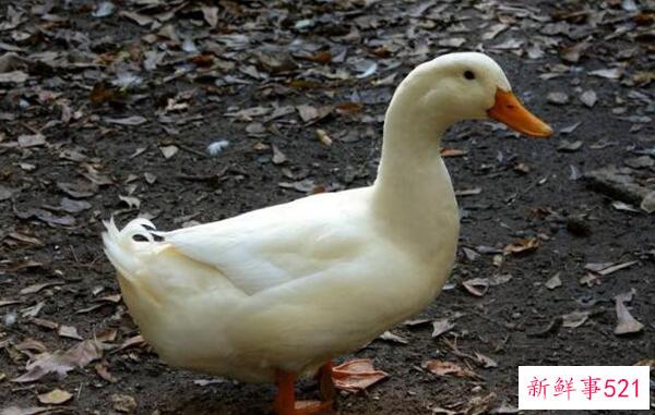 为什么白糖能溶解鱼刺 而白糖不能(白糖加蒜去刺)？