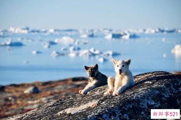 冰冠冰川探索，格陵兰岛冰川最新新闻