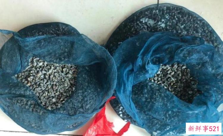 有毒，可致命，无特效药，这种海鲜不能吃不能卖，不能吃的五种毒海鲜