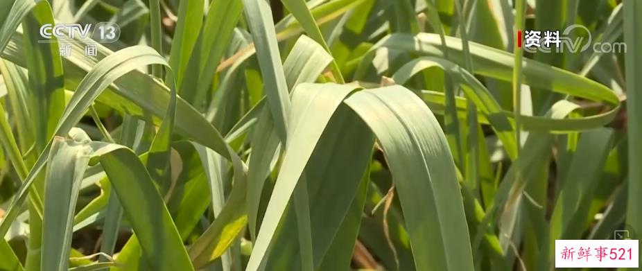 守护一泓清水 科学回收废旧农膜“变废为宝”