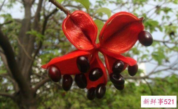 假苹果女能不能吃 水果能不能吃(有祛瘀止痛的功效)