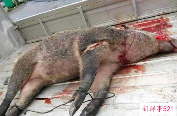 钳子到底脏不脏？野生污染的螯是脏的(人工养殖不脏)