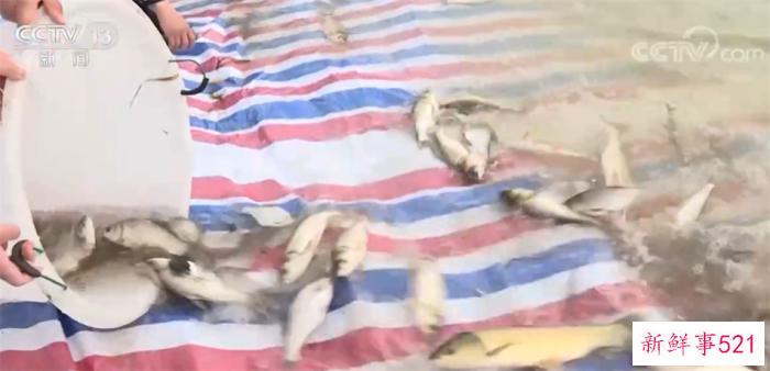 科学采取措施 三千余尾搁浅江鱼被成功放归长江