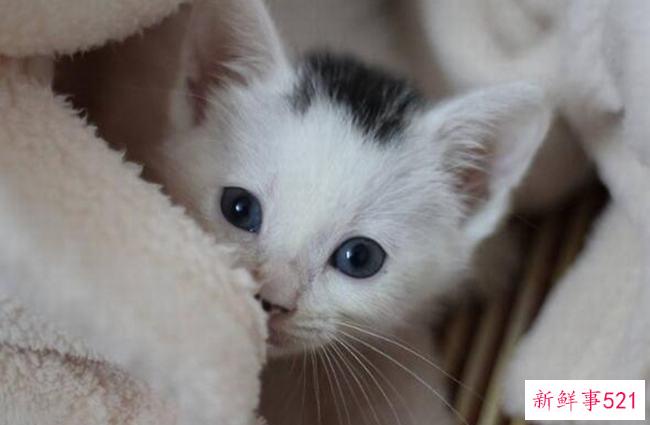 猫为什么会发出呼噜声？猫咪呼噜声是为了表达什么情绪？