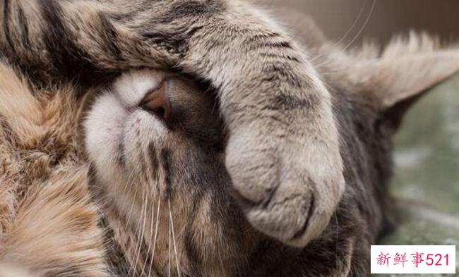 猫为什么会发出呼噜声？猫咪呼噜声是为了表达什么情绪？