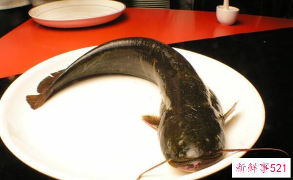 钳子到底脏不脏？野生污染的螯是脏的(人工养殖不脏)