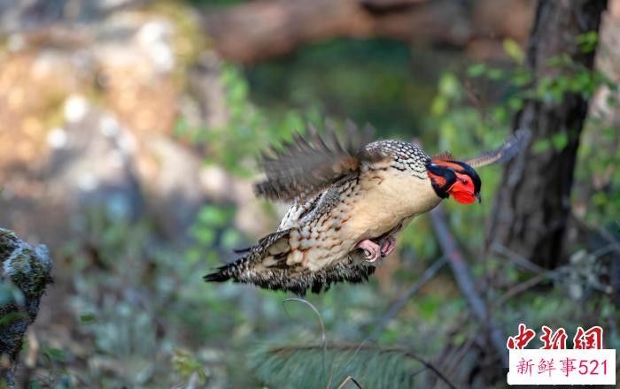 黄腹角雉扑翅。　建瓯市检察院第五检察部科技人员万勇 摄