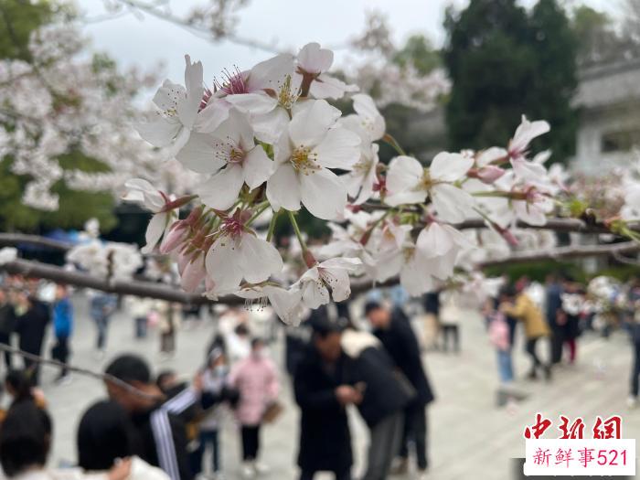 武汉大学樱花绽放 马芙蓉 摄