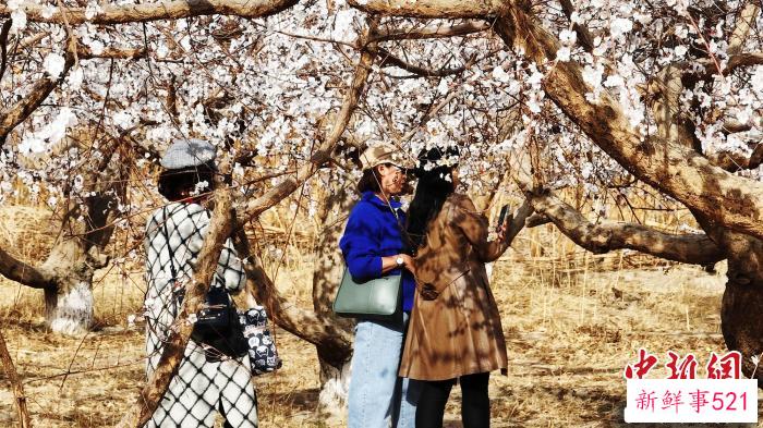 游客在盛开的杏园中游玩。　李靖海 摄