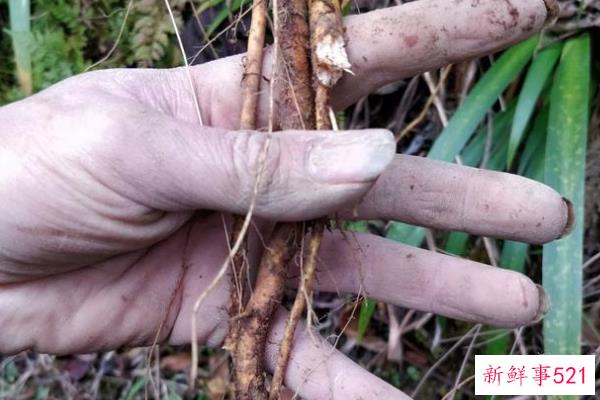 沈是道教的哪一派？