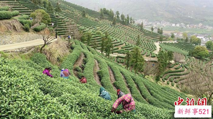 采茶工在茶园里采茶。　钱晨菲 摄