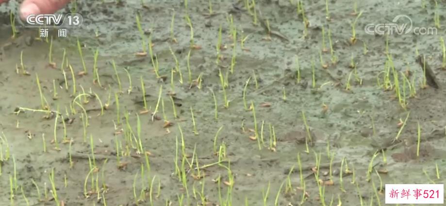 全国早稻育秧已完成41.8% 进度同比快4.3个百分点