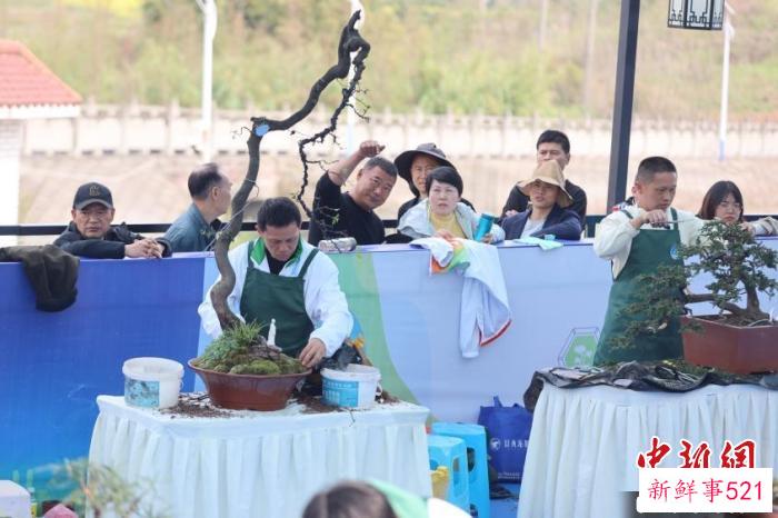 图为乡村振兴技术技能大赛中的盆景制作比赛引围观。　重庆人社供图