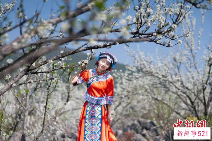 图为游客在踏青赏李花。　朱子立 摄