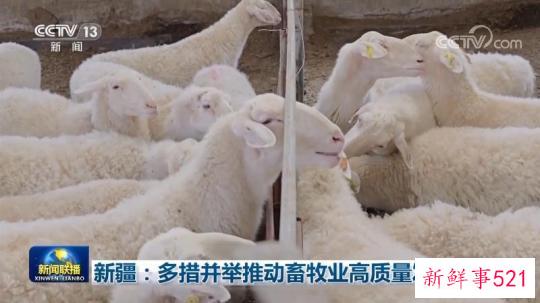 新疆：多措并举推动畜牧业高质量发展