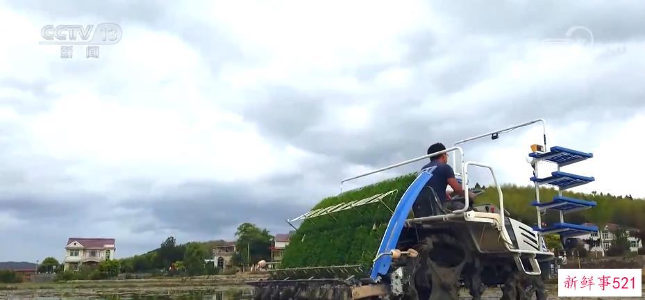 全国早稻育秧已完成41.8% 进度同比快4.3个百分点