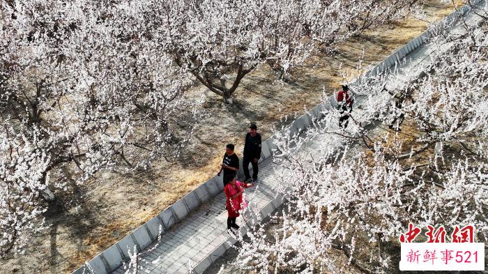 游人漫步于盛开的杏花园内。　李靖海 摄