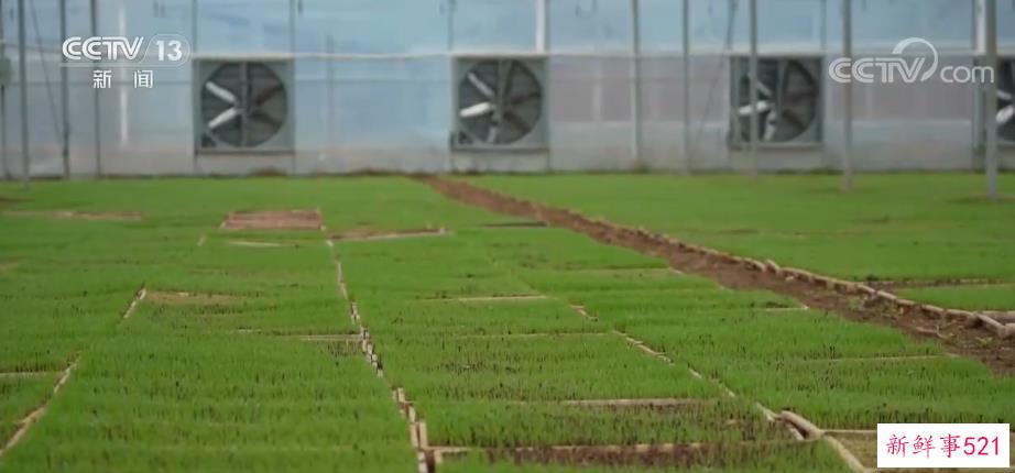 全国早稻育秧已完成41.8% 进度同比快4.3个百分点