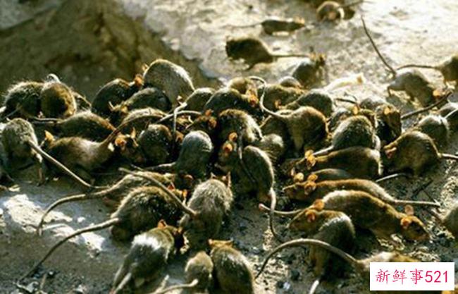 头孢菌素和咖啡可以一起吃吗？否(咖啡会削弱头孢菌素的作用)