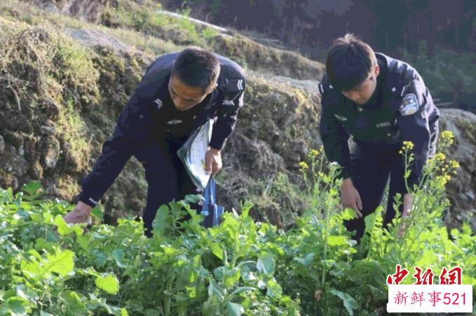 民警探查是否有蔬菜混种罂粟的情况。　屏南县公安局 供图