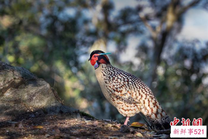 黄腹角雉静处。　建瓯市检察院第五检察部科技人员万勇 摄