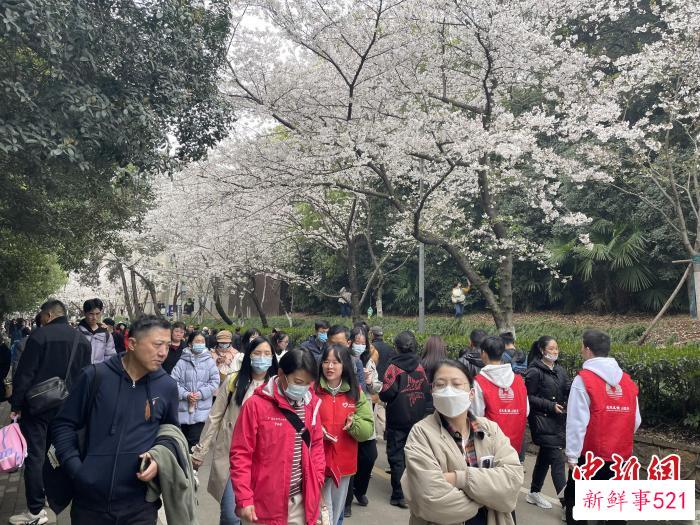 抗疫医护人员及家属漫步樱花大道赏樱 马芙蓉 摄