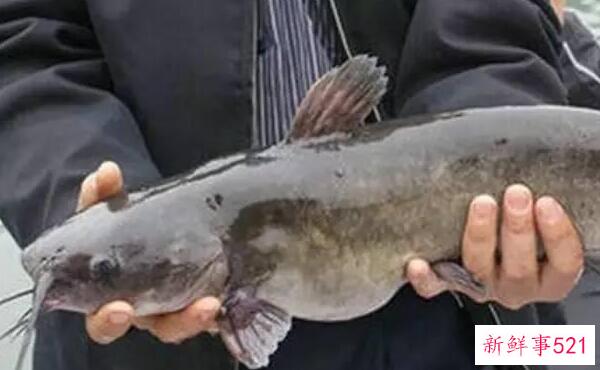 钳子到底脏不脏？野生污染的螯是脏的(人工养殖不脏)