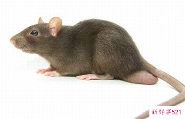 头孢菌素和咖啡可以一起吃吗？否(咖啡会削弱头孢菌素的作用)