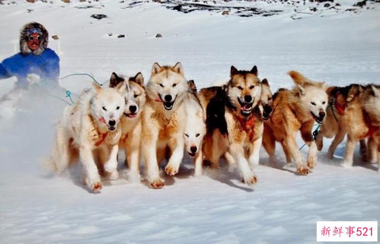 冰冠冰川探索，格陵兰岛冰川最新新闻