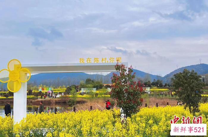 图为汉中南郑陈村的油菜花景观。　李一璠 摄