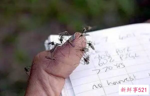 蚊子喜欢咬谁？呼吸急促、大量出汗、浓妆艳抹的人