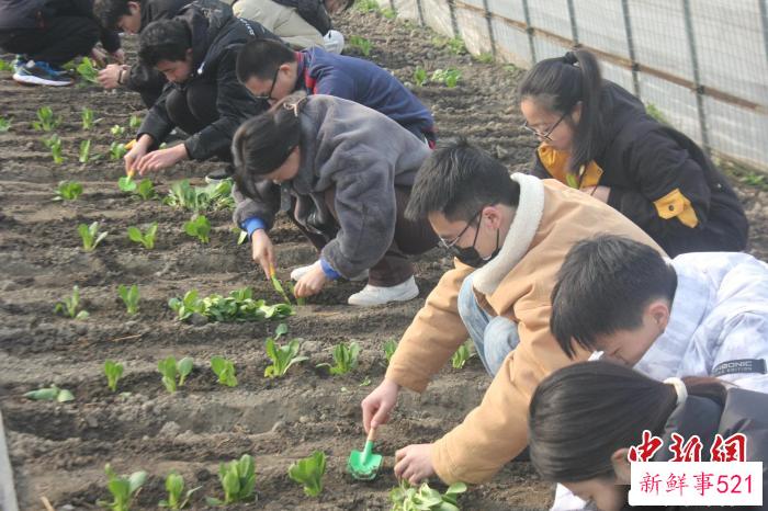 同学们在种青菜。　上海交大供图