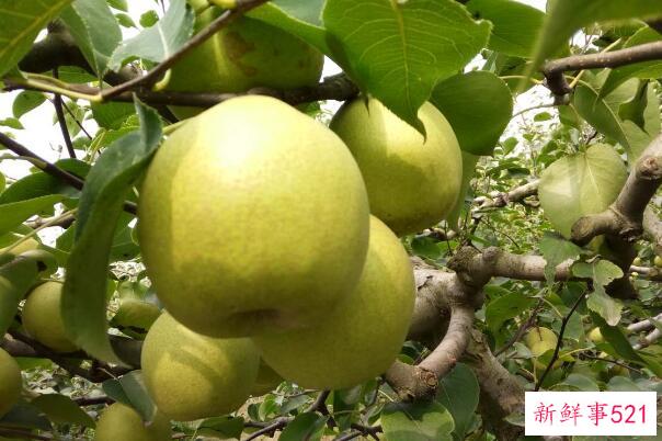 青梨叫什么名字？砀山酥梨 含糖量13%左右(三大传统名优梨之首)