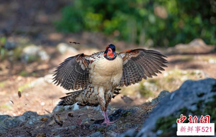 黄腹角雉展翅。　建瓯市检察院第五检察部科技人员万勇 摄