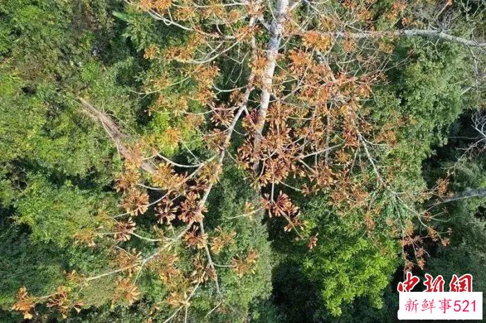 图为大花舟翅桐。　岩温的 摄