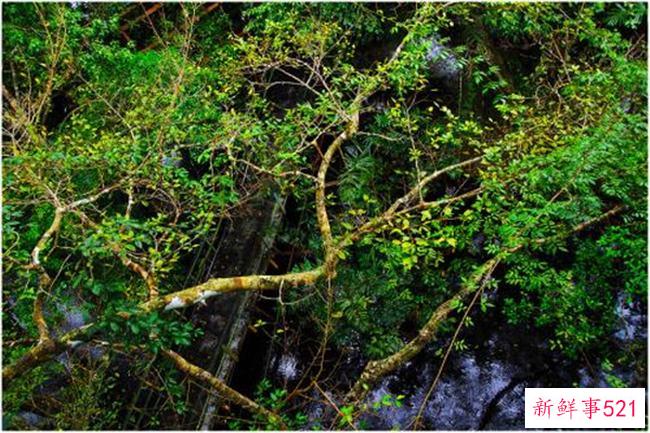 亚马逊森林是哪个国家的？没有准确的国家(范围很广)