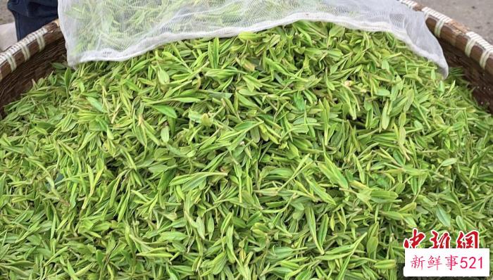 采摘下来的鲜叶。　钱晨菲 摄